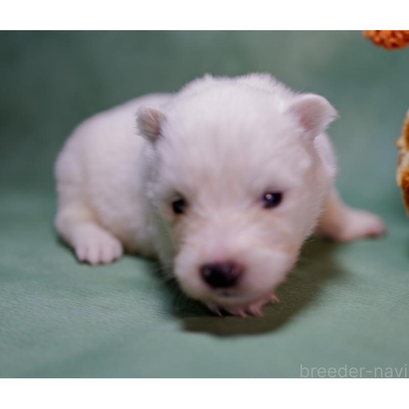 販売中の埼玉県のサモエド-433271の4枚目