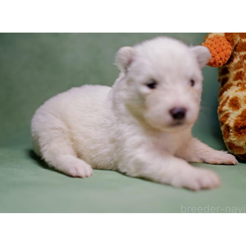 販売中の埼玉県のサモエド-433271の3枚目