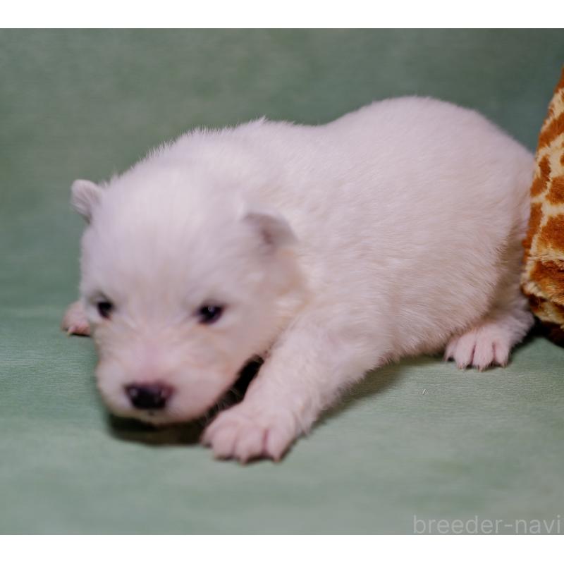 販売中の埼玉県のサモエド-433271の2枚目