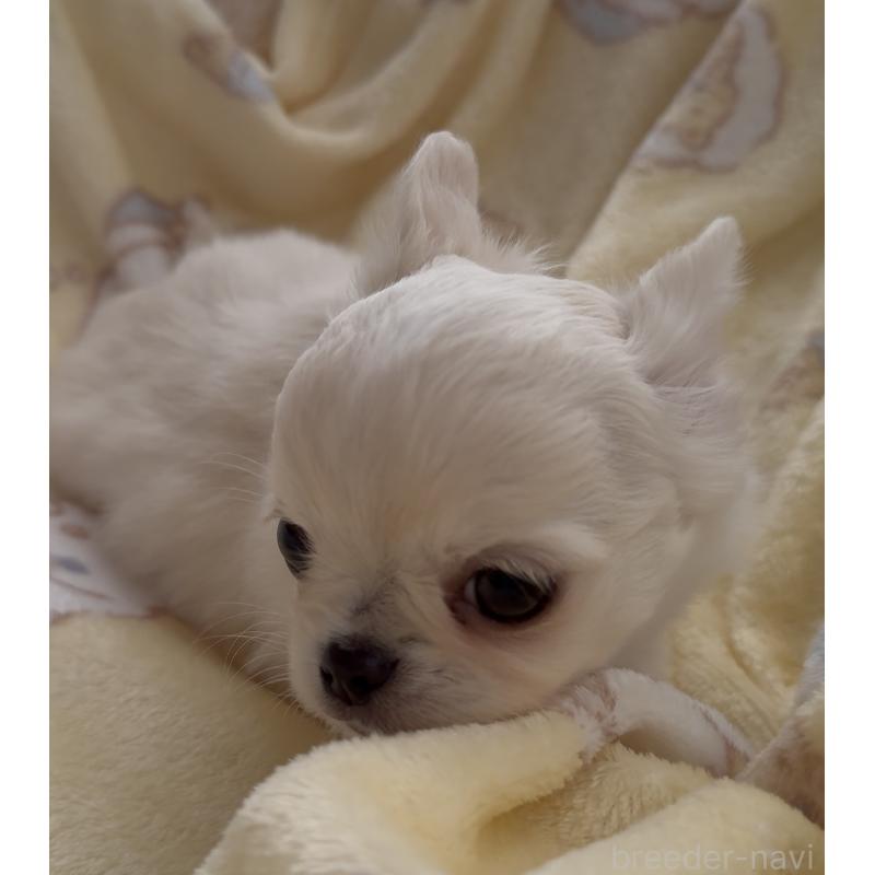 販売中の福岡県のチワワ(ロングコート)-427998の4枚目