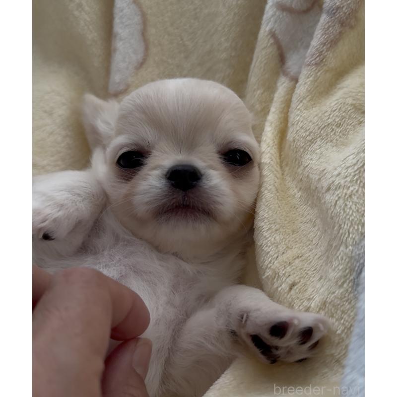 販売中の福岡県のチワワ(ロングコート)-427998の3枚目