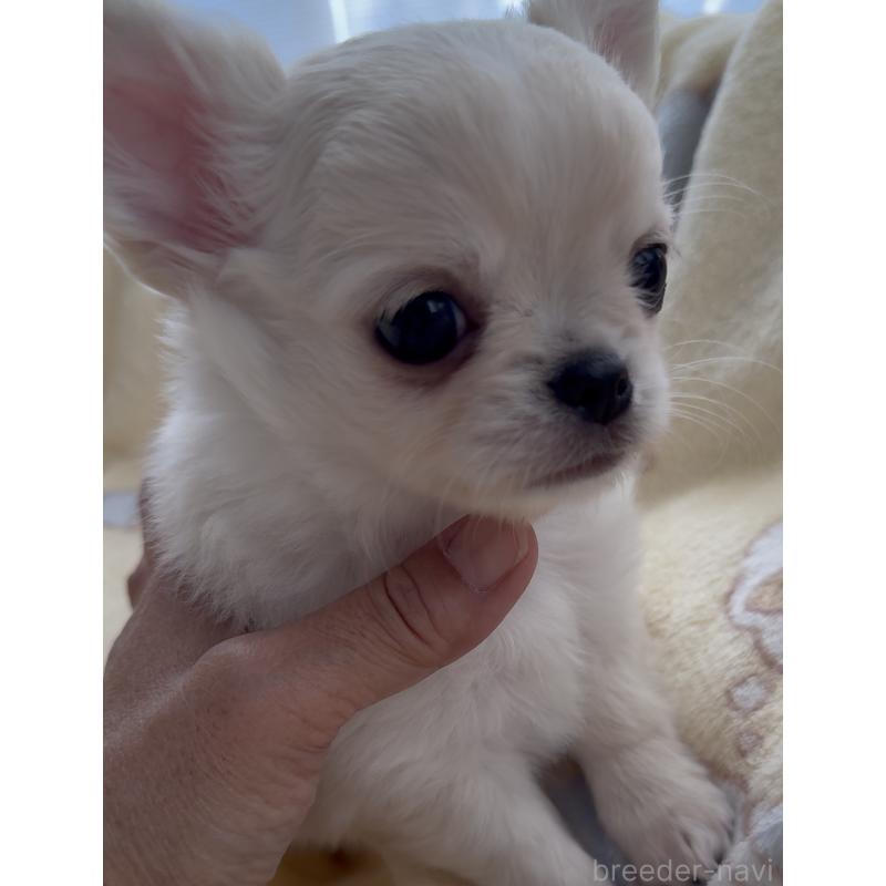 販売中の福岡県のチワワ(ロングコート)-427998の2枚目