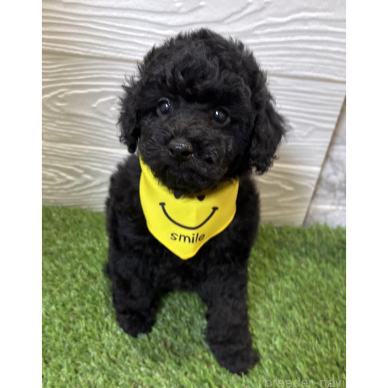 販売中の埼玉県のトイプードル-433053