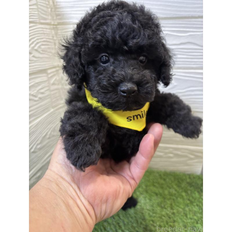 販売中の埼玉県のトイプードル-433053の2枚目