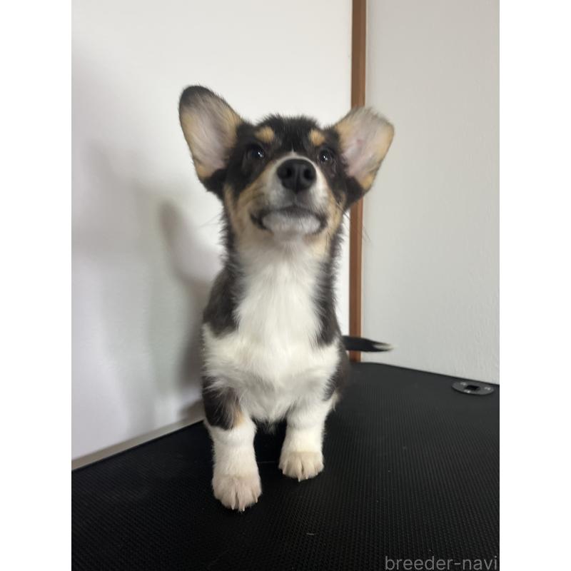 販売中の和歌山県のウェルシュコーギーペンブローク-418659の6枚目