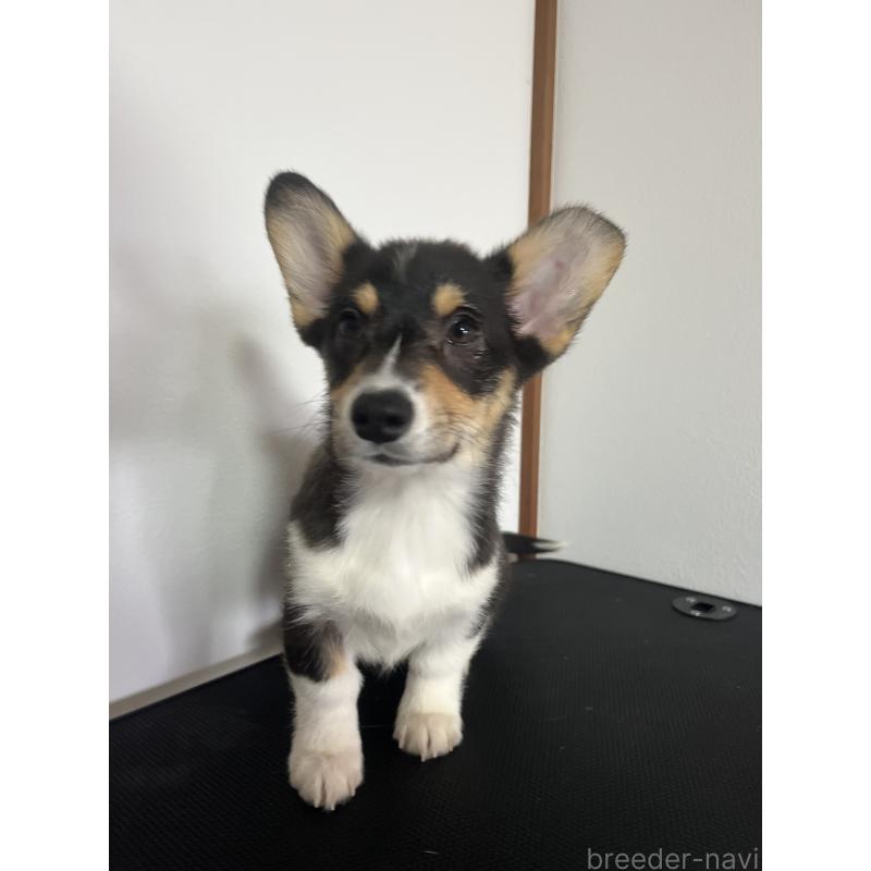 販売中の和歌山県のウェルシュコーギーペンブローク-418659の5枚目