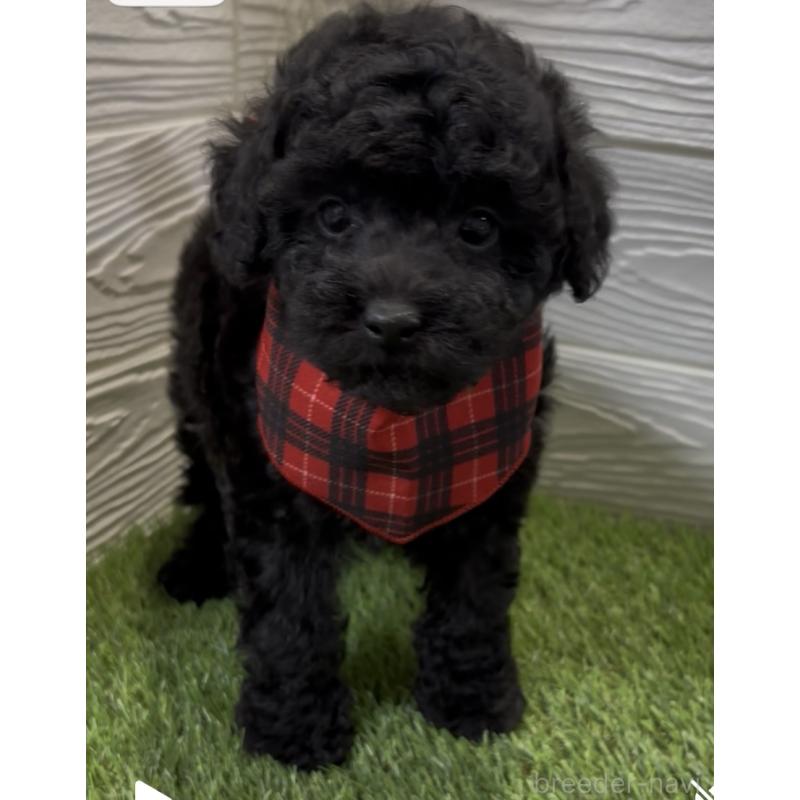 販売中の埼玉県のトイプードル-433063