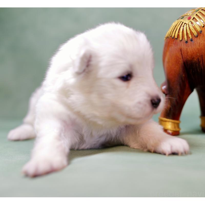 販売中の埼玉県のサモエド-433272の4枚目