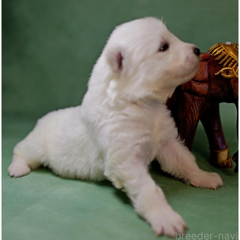 販売中の埼玉県のサモエド-433272の3枚目