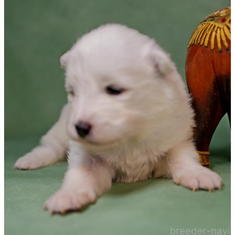 販売中の埼玉県のサモエド-433272の2枚目