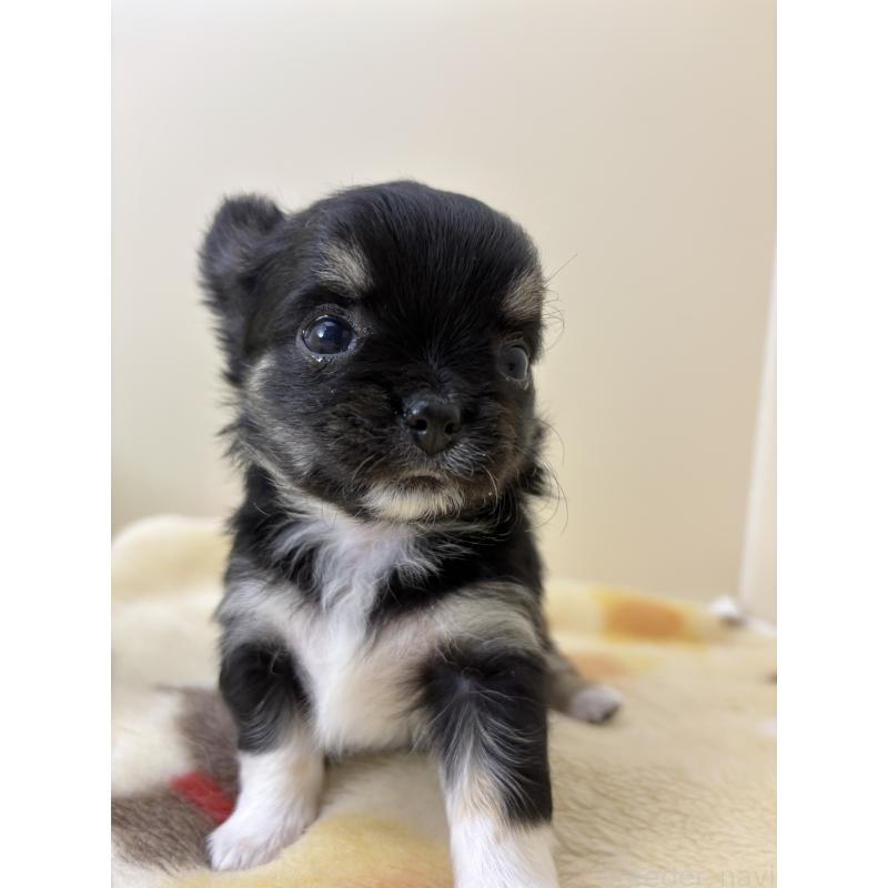 成約済の千葉県のチワワ(ロングコート)-430928の27枚目