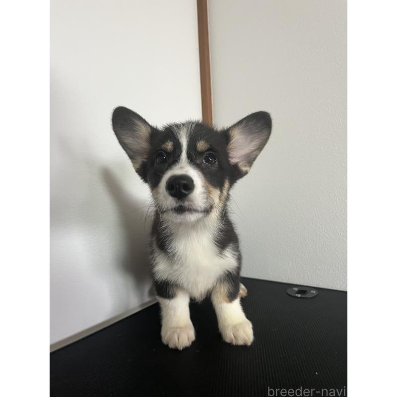 販売中の和歌山県のウェルシュコーギーペンブローク-418663の7枚目