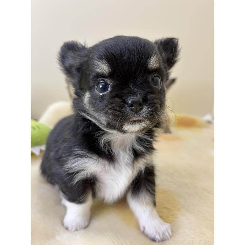 成約済の千葉県のチワワ(ロングコート)-430928の26枚目