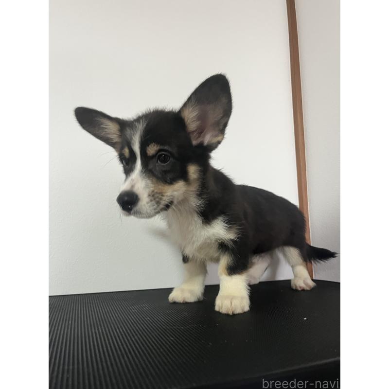 販売中の和歌山県のウェルシュコーギーペンブローク-418663の6枚目