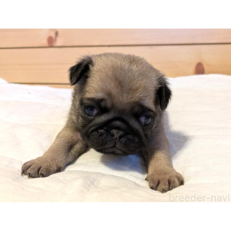 販売中の茨城県のパグ-433273の4枚目