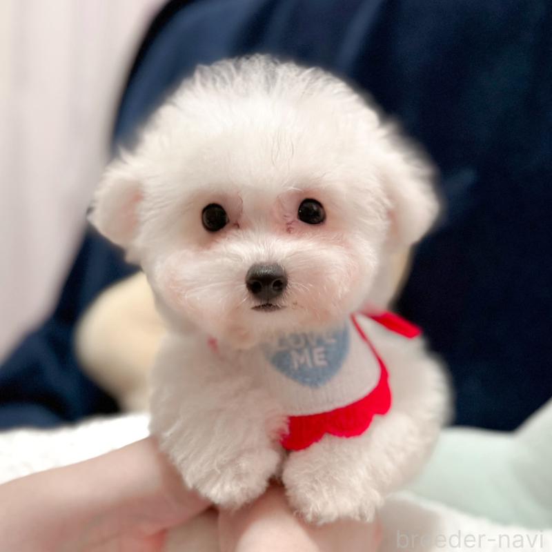 販売中の埼玉県のビションフリーゼ-419728