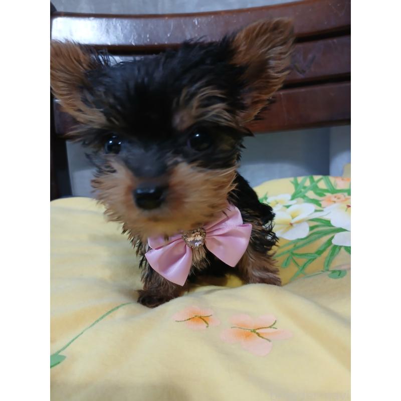 成約済の京都府のヨークシャーテリア-429967の4枚目