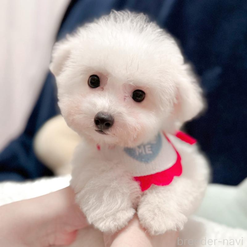 販売中の埼玉県のビションフリーゼ-419728の4枚目