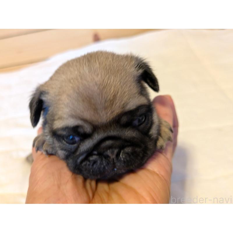 販売中の茨城県のパグ-433273の3枚目