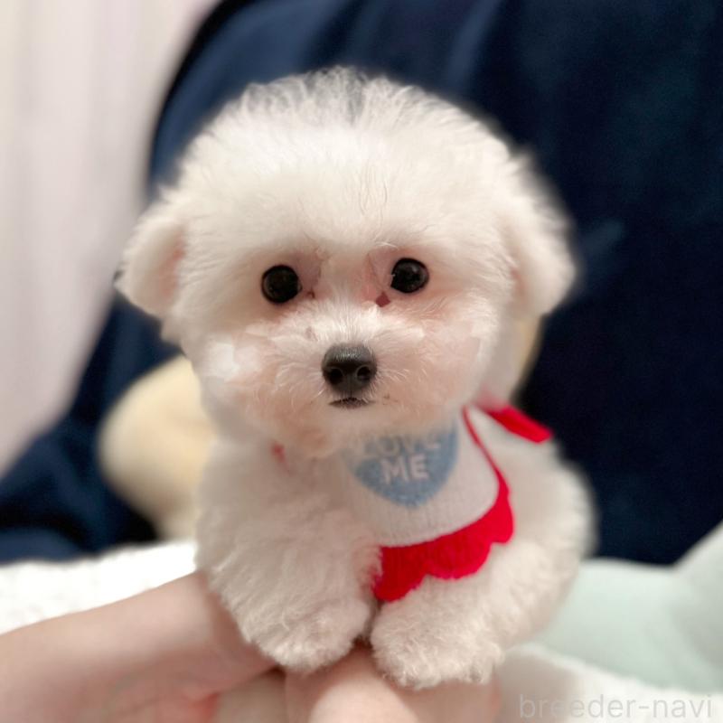 販売中の埼玉県のビションフリーゼ-419728の3枚目