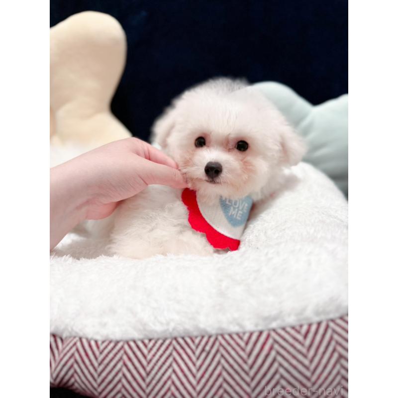 販売中の埼玉県のビションフリーゼ-419728の2枚目