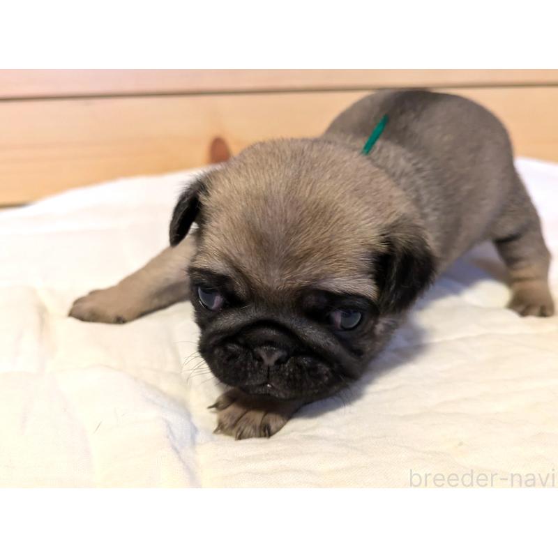 販売中の茨城県のパグ-433273の2枚目