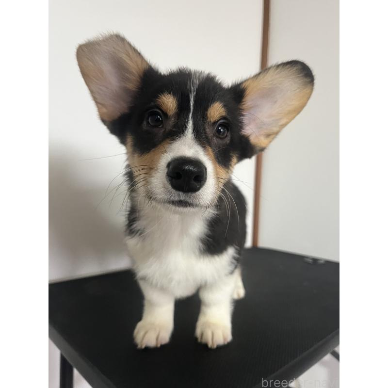 販売中の和歌山県のウェルシュコーギーペンブローク-418666