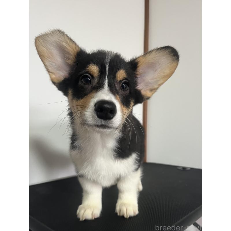 成約済の和歌山県のウェルシュコーギーペンブローク-418666の7枚目