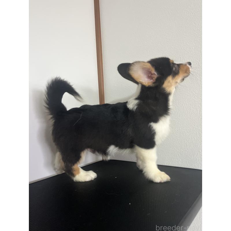 成約済の和歌山県のウェルシュコーギーペンブローク-418666の5枚目