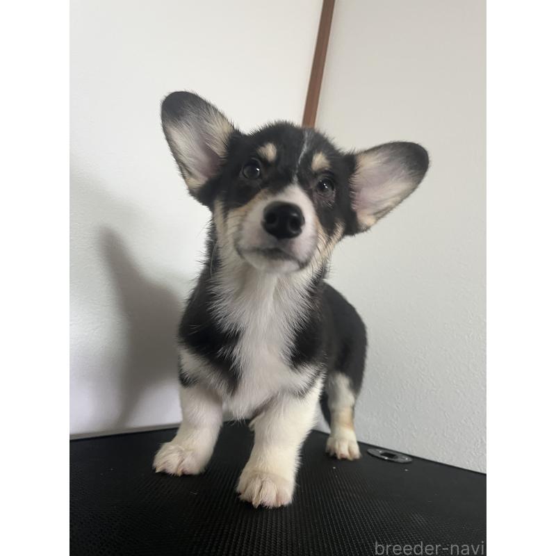 商談中の和歌山県のウェルシュコーギーペンブローク-418668の8枚目