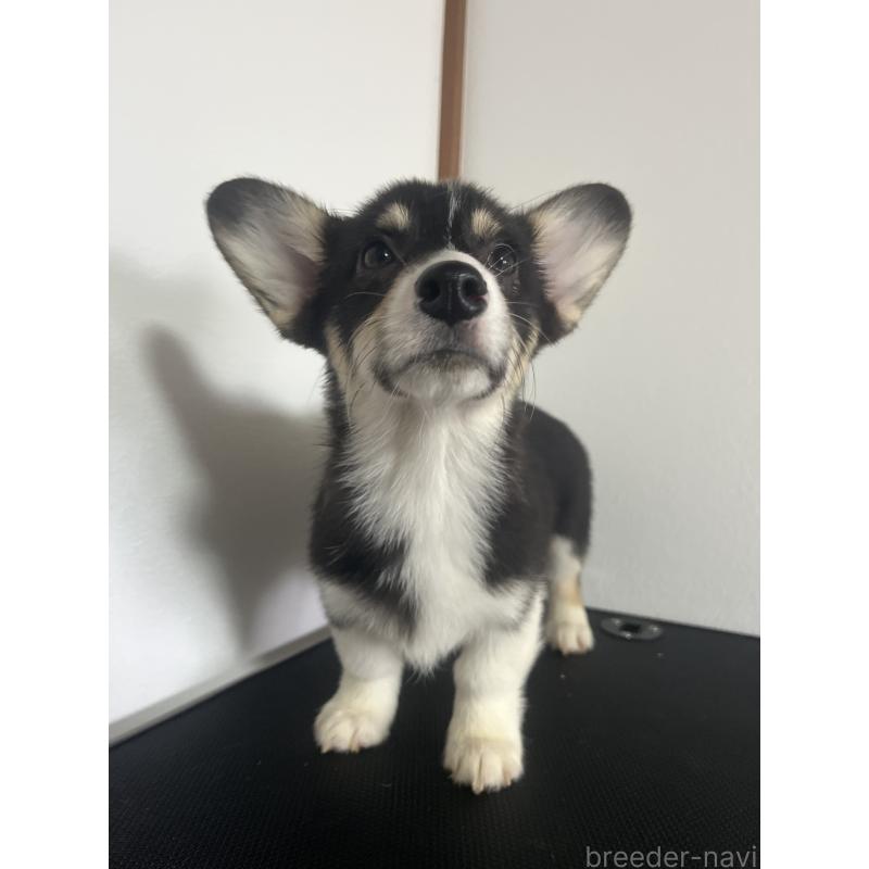 商談中の和歌山県のウェルシュコーギーペンブローク-418668の7枚目