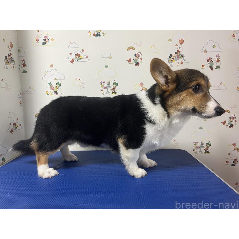 販売中の和歌山県のウェルシュコーギーペンブローク-394628の2枚目