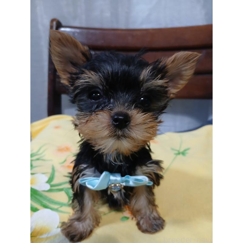 成約済の京都府のヨークシャーテリア-429974の3枚目