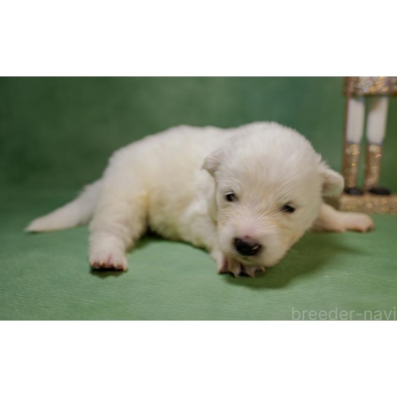 販売中の埼玉県のサモエド-433275