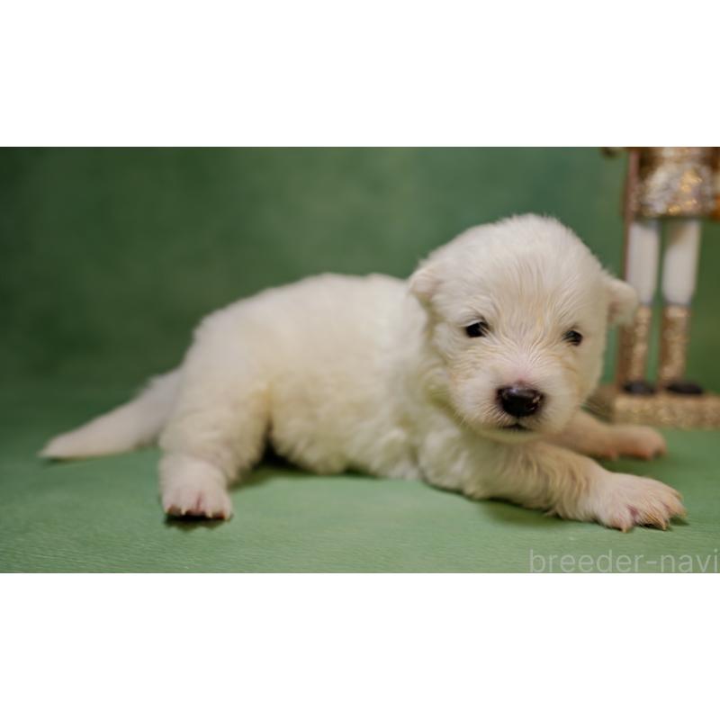 販売中の埼玉県のサモエド-433275の6枚目