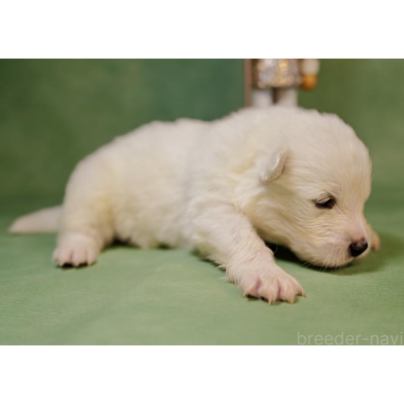 販売中の埼玉県のサモエド-433275の5枚目