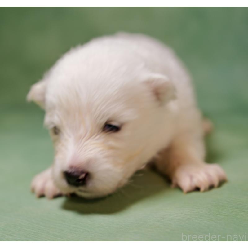 販売中の埼玉県のサモエド-433275の4枚目