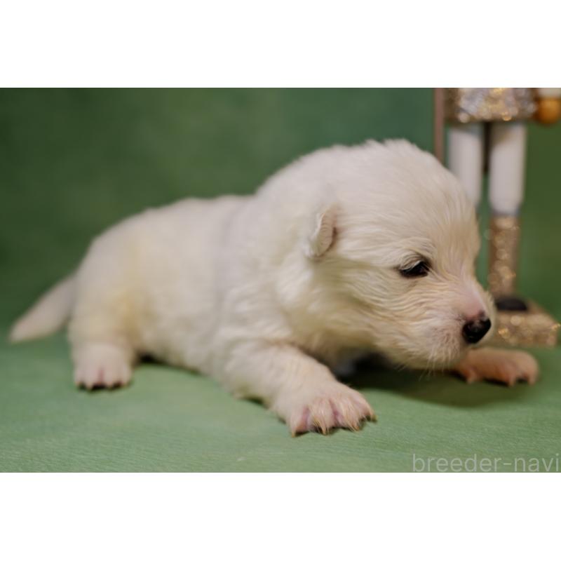 販売中の埼玉県のサモエド-433275の3枚目