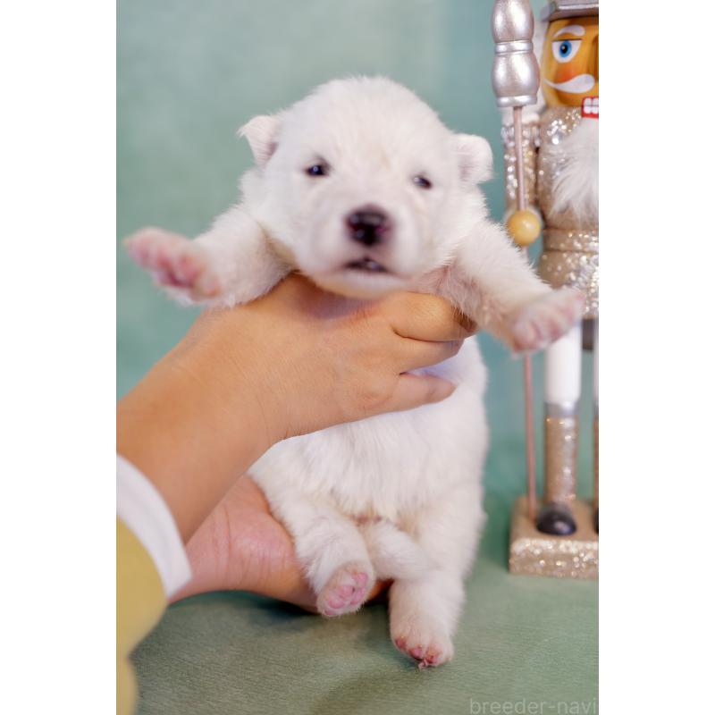 販売中の埼玉県のサモエド-433275の2枚目