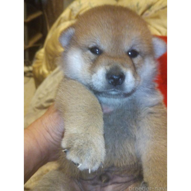 販売中の岐阜県の柴犬-419729の3枚目