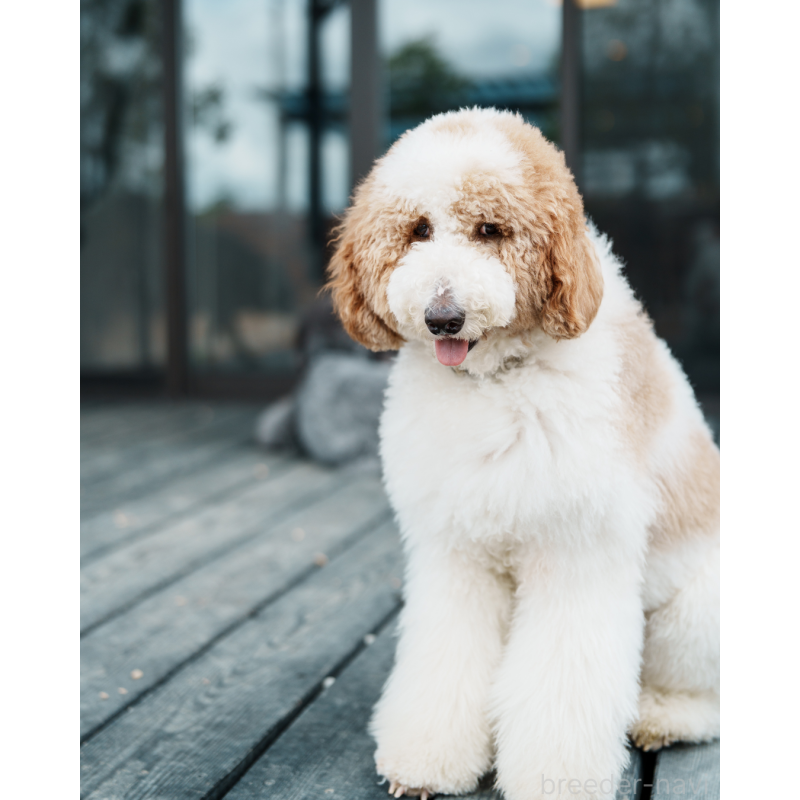 COCOちゃん1枚目