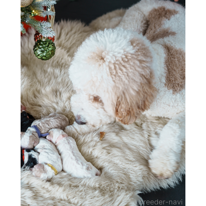 COCOちゃん1枚目