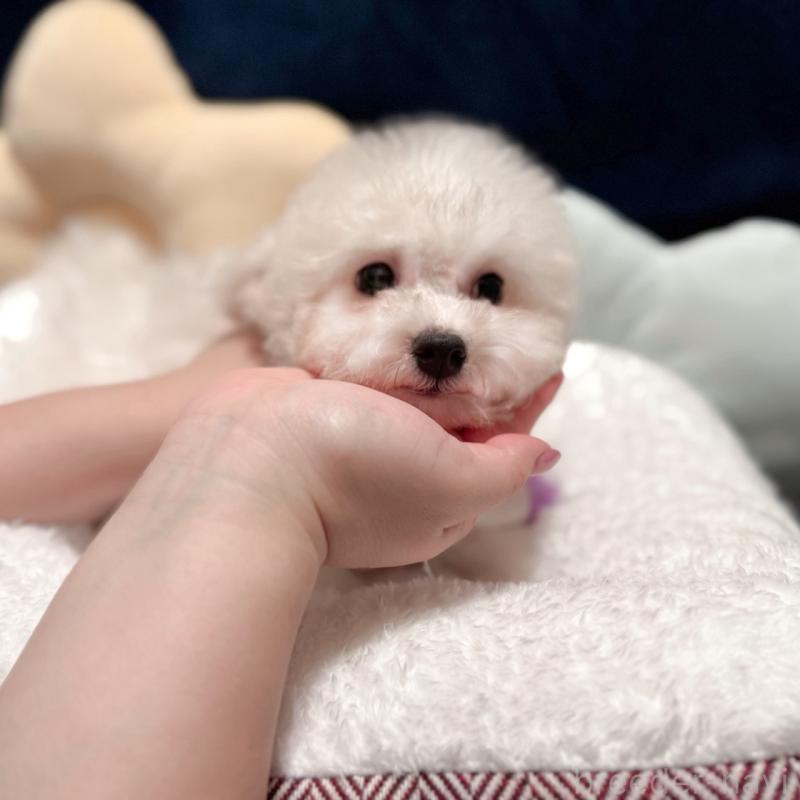 販売中の埼玉県のビションフリーゼ-433276の7枚目