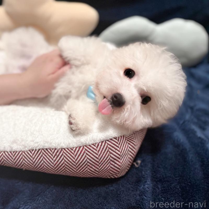 販売中の埼玉県のビションフリーゼ-433276の1枚目