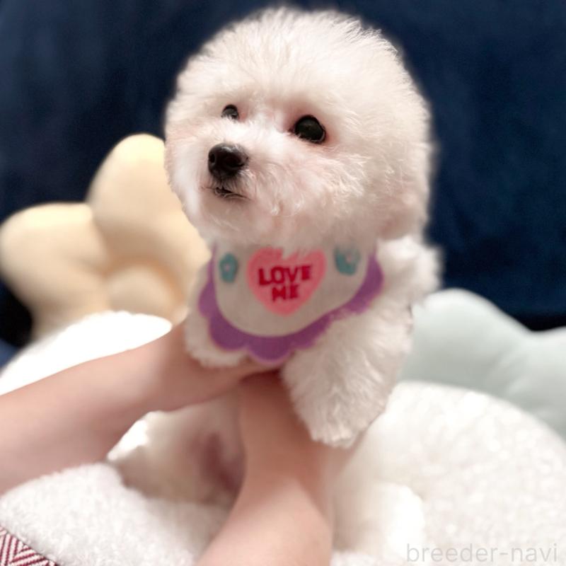 販売中の埼玉県のビションフリーゼ-433276の6枚目