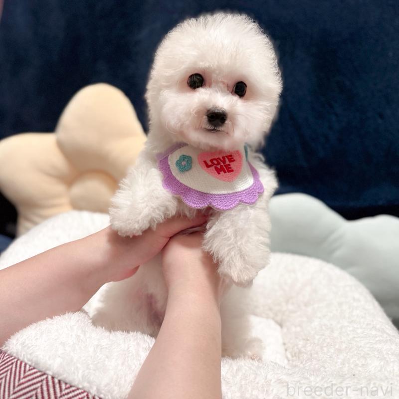 販売中の埼玉県のビションフリーゼ-433276の5枚目