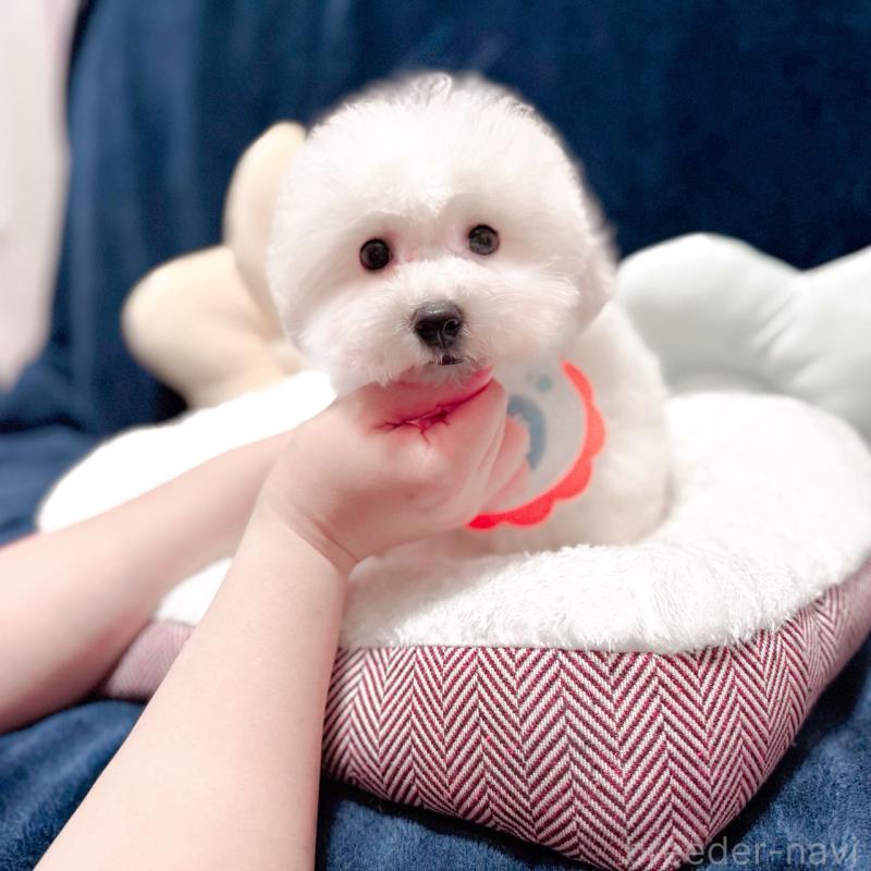 販売中の埼玉県のビションフリーゼ-433276の4枚目