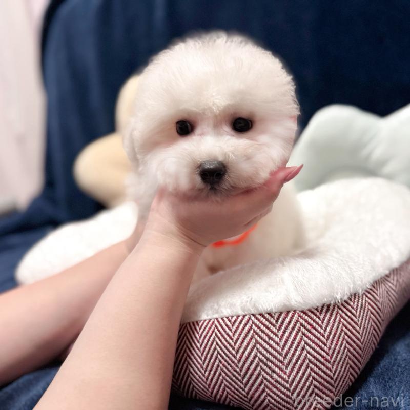 販売中の埼玉県のビションフリーゼ-433276の2枚目