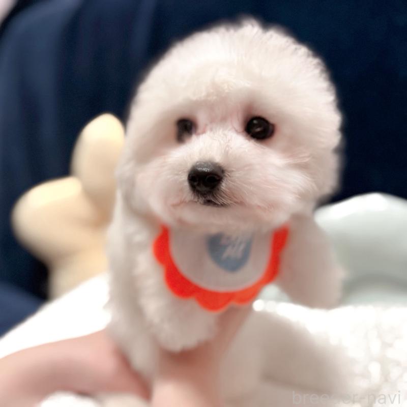 販売中の埼玉県のビションフリーゼ-433276の3枚目