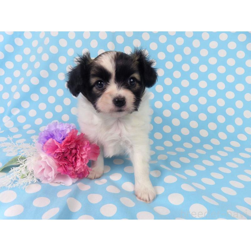 販売中の千葉県のパピヨン-430316の15枚目